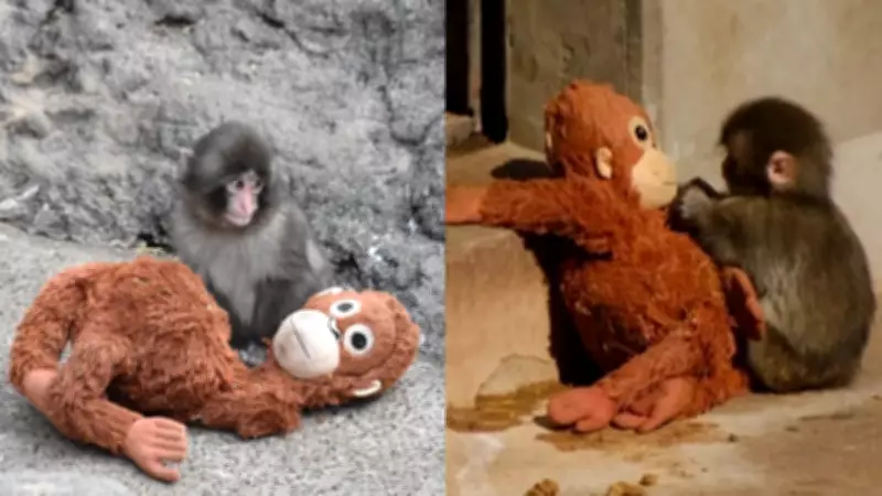 Abandoned Macaque Punch Captures Hearts with Plush Toy at Japan Zoo