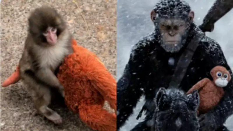 Abandoned Monkey Punch Goes Viral, Fans Compare Him to Planet of the Apes' Caesar