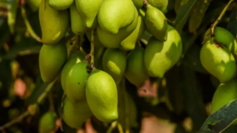 Activists Push for Biodiversity Heritage Status for Karnataka's Appemidi Growing Regions