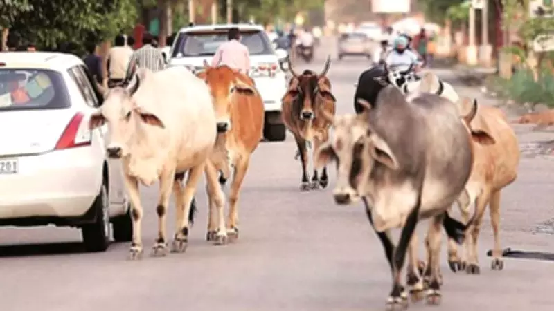 Ahmedabad Declares 13 Wards as 'No Cattle Zones', Cancels Over 60 Licences