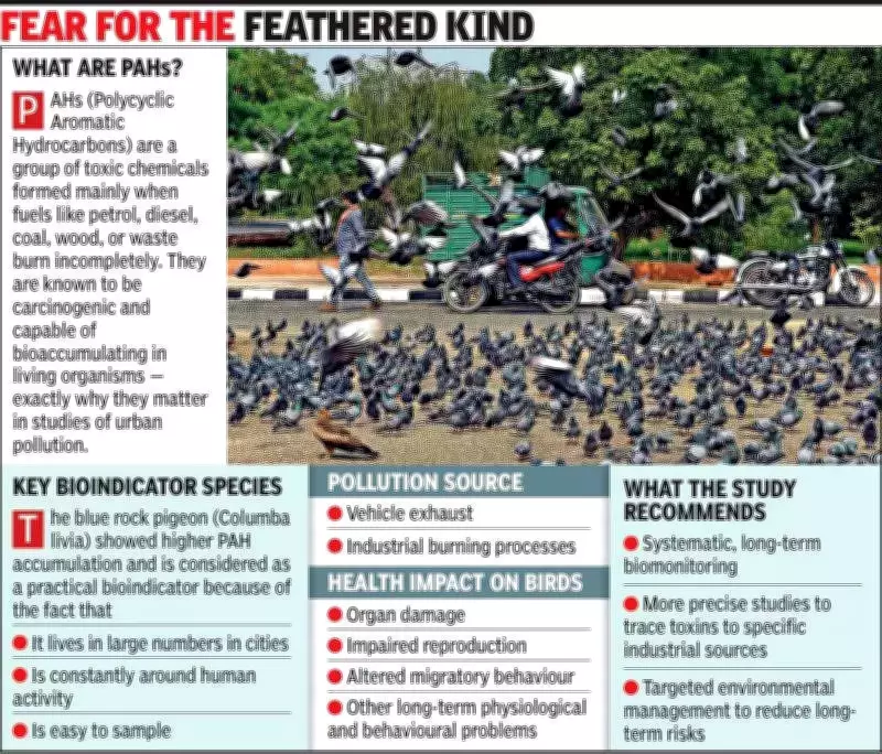 Ahmedabad's Pigeons Reveal Toxic Threat in Urban Environment