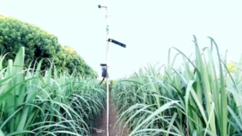 AI Boosts Sugarcane Yields for Karnataka's Aland Farmers