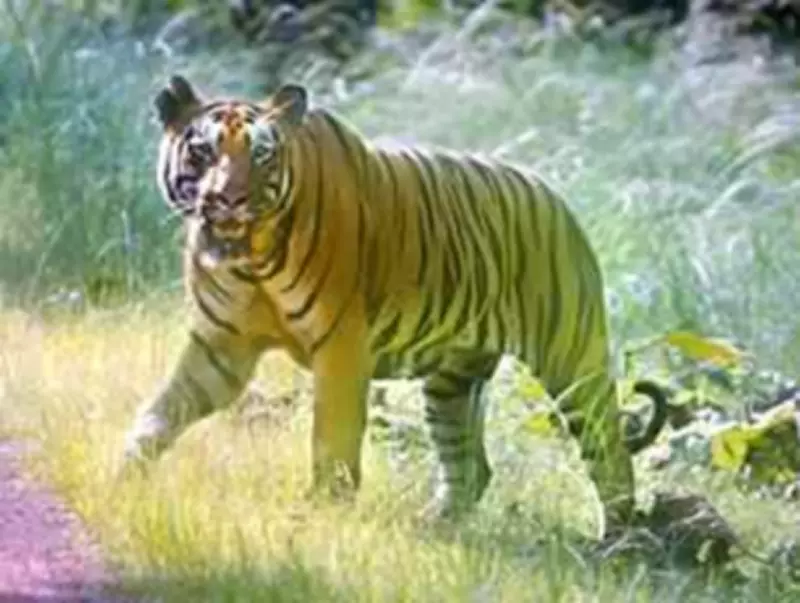 AI-Generated Tiger Sighting in Gaya Forest Debunked by Officials