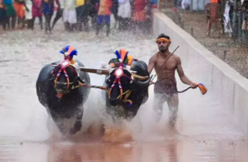 Aikala Village Prepares for Historic Kambala Golden Jubilee Celebrations