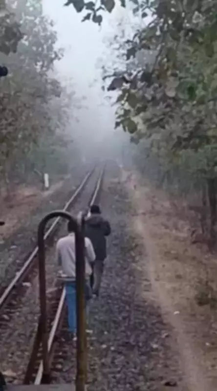 Alert Train Crew Prevents Tragedy, Saves Pride of 10 Lions on Tracks Near Gir