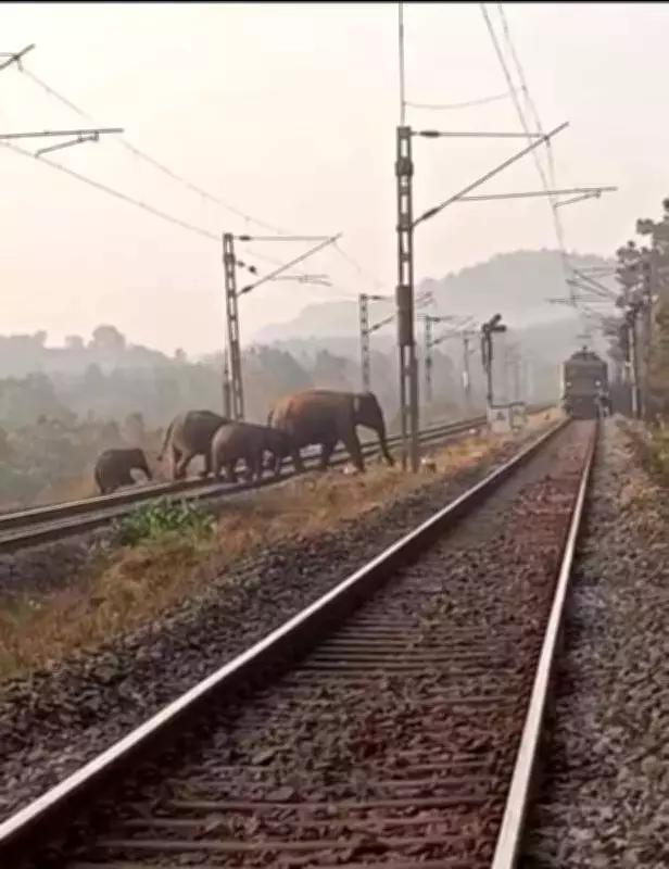 Alert Train Driver Saves Elephant Herd in Keonjhar, Video Goes Viral
