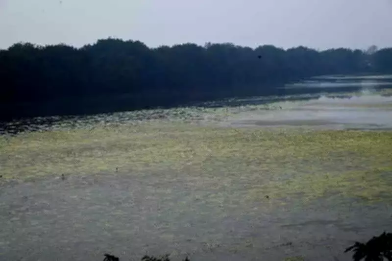 Algal Bloom Crisis Threatens Navi Mumbai's Flamingo Lake, Sparks Conservation Alarm