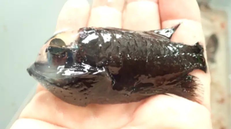 Aliens of the Abyss: Bizarre Deep-Sea Creatures That Defy Imagination