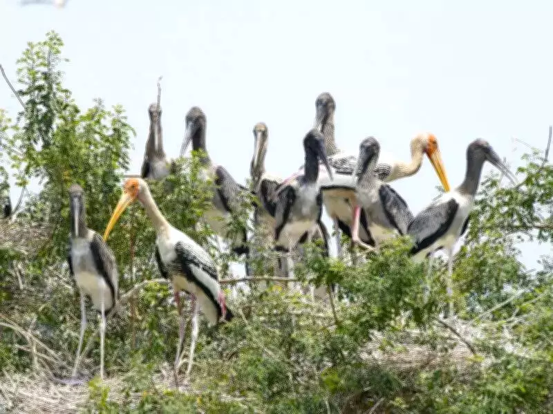 Almatti Dam's High Water Levels Disrupt Annual Migratory Bird Arrival in Vijayapura
