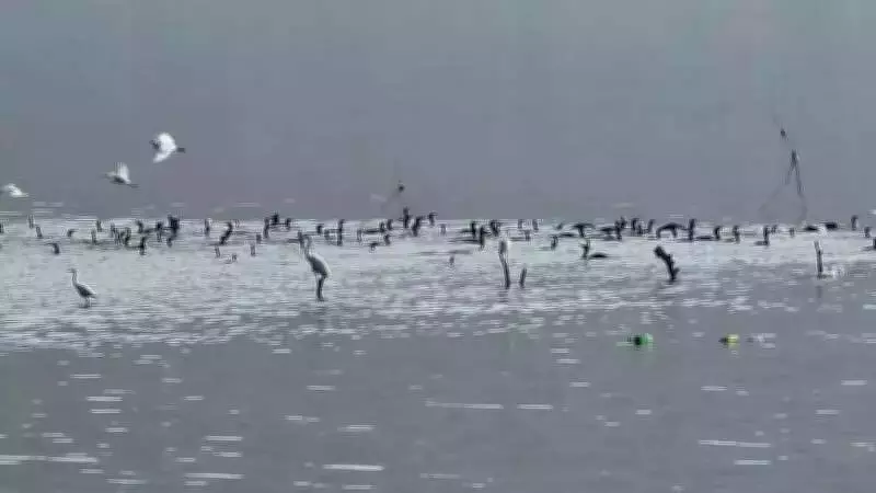 Alwar's Siliserh Lake Bird Festival Launched by Ministers at Ramsar Site