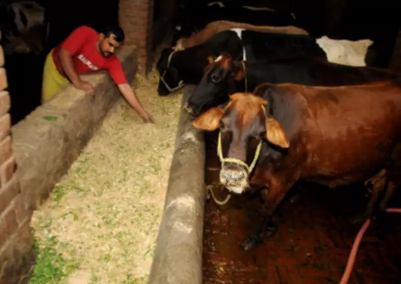 Amritsar's First Planned Dairy Complex in Fatahpur: A Tale of Broken Promises