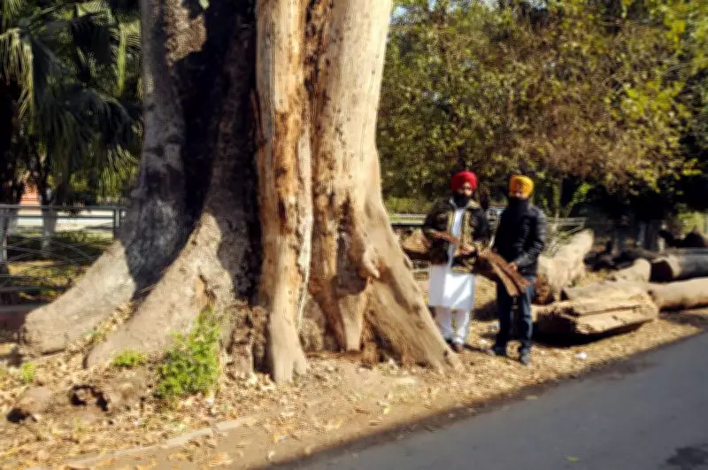 Amritsar's Historic Ram Bagh Trees Face Alarming Decline, Centuries-Old Heritage at Risk