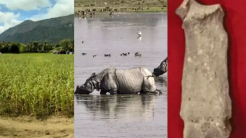 Ancient Rhino Bones Found in Tamil Nadu Rewrite India's Wildlife History