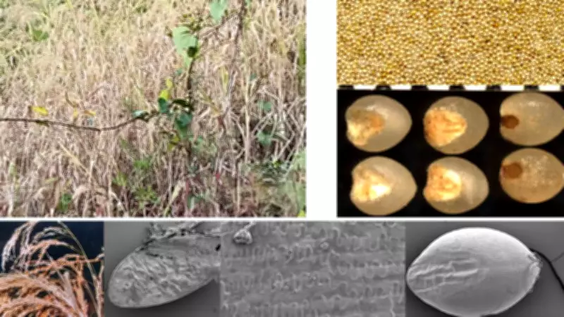 Ancient Tamil Nadu Diet Revealed: Millets & Pulses Staple 3,500 Years Ago