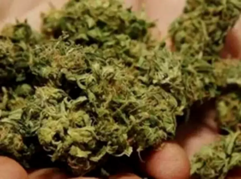 Andhra Police Seize Rs 2 Crore Worth of Cannabis in Major Drug Bust