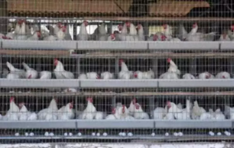 Andhra Pradesh Health Commissioner Confirms No Human Bird Flu Cases