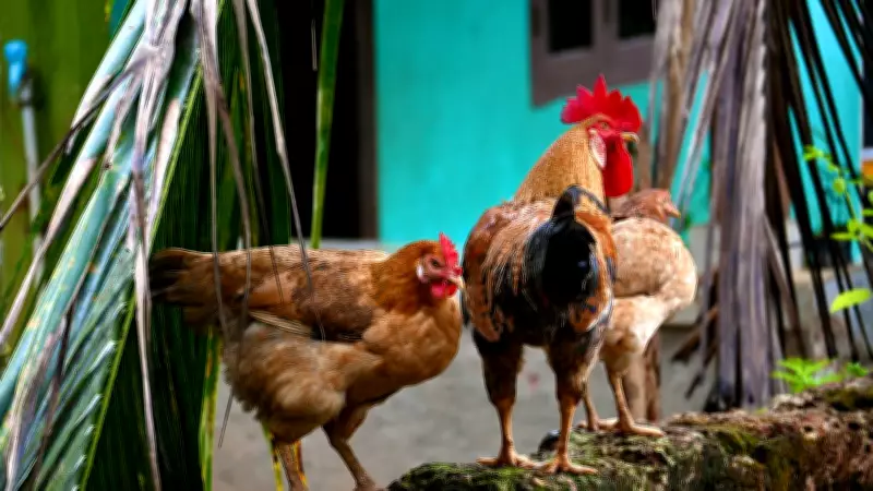 Andhra Pradesh Intensifies Bird Flu Battle After 90 Avian Deaths in Two Days
