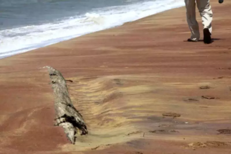 Andhra Pradesh Unveils Holistic Strategy for Beach Sand Minerals Development