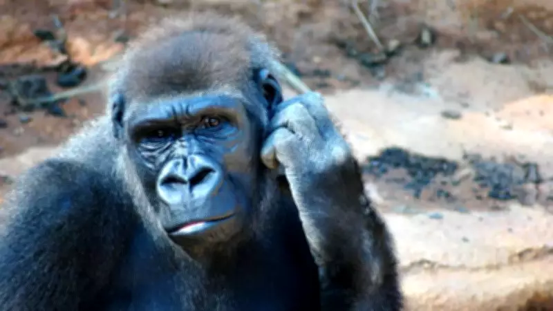 Apes Display Imagination in Scientific Study, Challenging Human Uniqueness