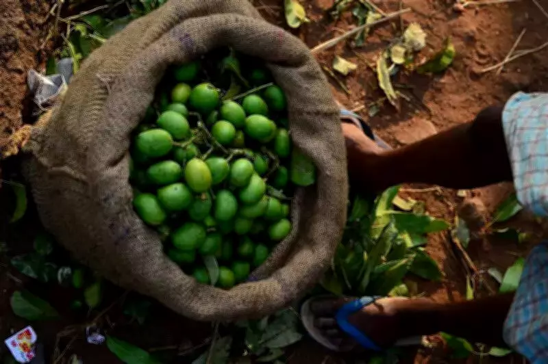 Appemidi Mango Heritage in Karnataka Faces Threats, BHS Status Proposed