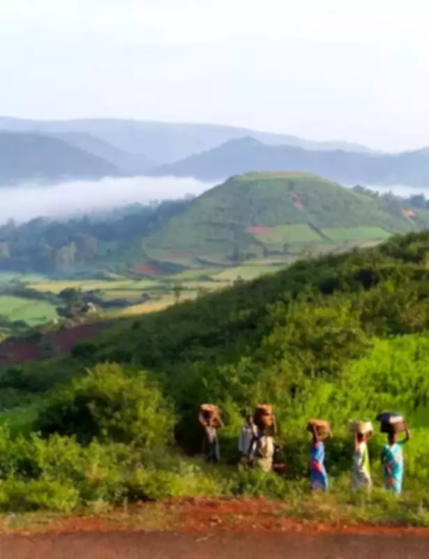 Araku Coffee Yield Nears Target in ASR District, Boosting Farmer Morale