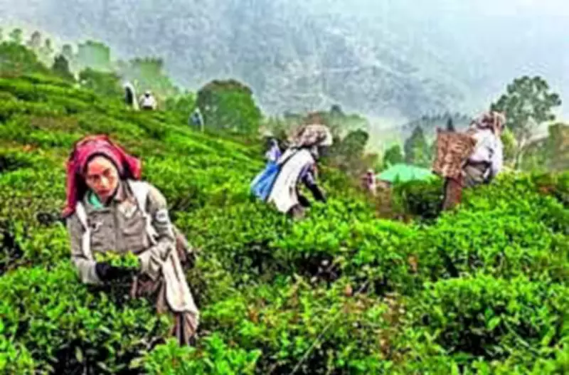 Assam Tea Industry Sees Remarkable Turnaround with 40 Million Kg Export Surge