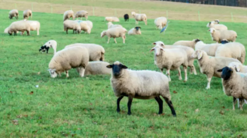 Australian Farmers Use Waste Wool to Combat Soil Degradation and Drought