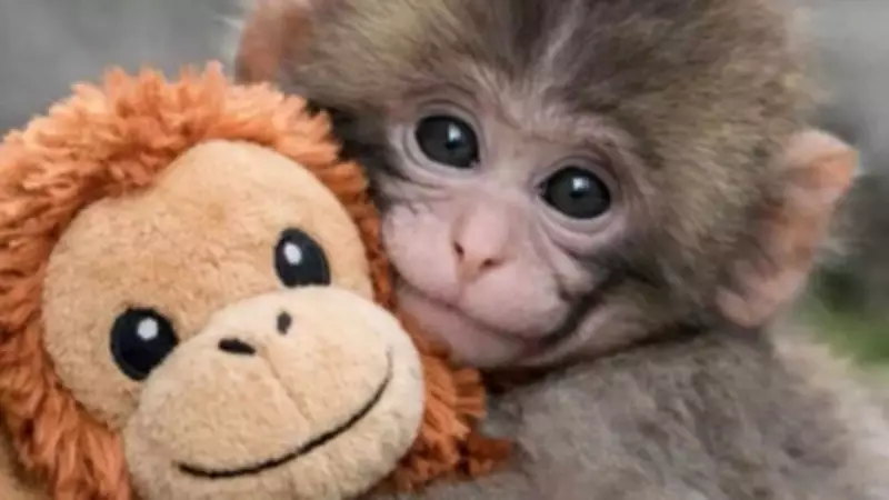 Baby Macaque Punch's Journey from Rejection to Acceptance Captivates Global Internet