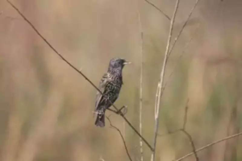 Bengal Tops Great Backyard Bird Count for Fourth Year with 518 Species Recorded