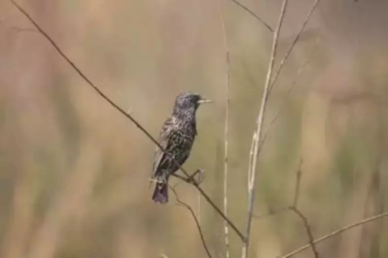 Bengal Tops India's Great Backyard Bird Count for Fourth Consecutive Year