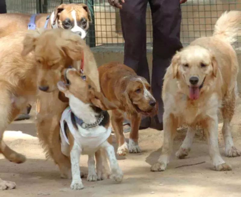 Bengaluru Considers Pet Dog Limits: Caps on Numbers and Breed Restrictions in Apartments