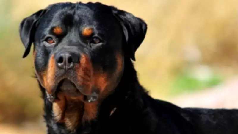 Bengaluru Dog Attack Exposes Pet Owner Negligence and Canine Trauma