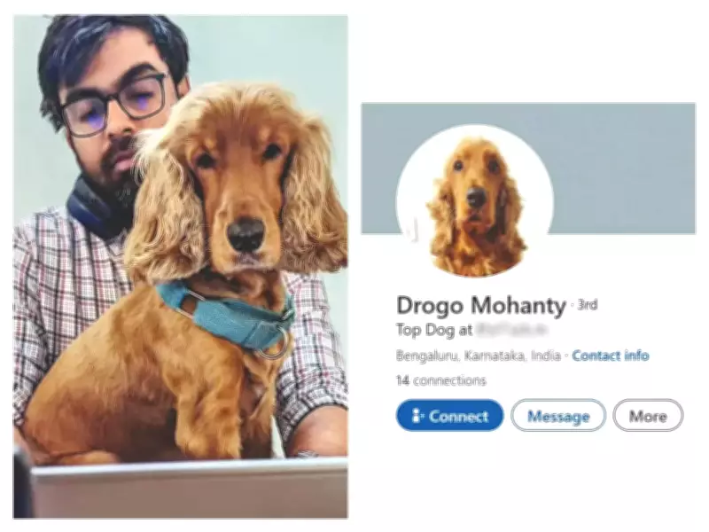 Bengaluru Dog's LinkedIn Profile Goes Viral, Redefining Professional Networking