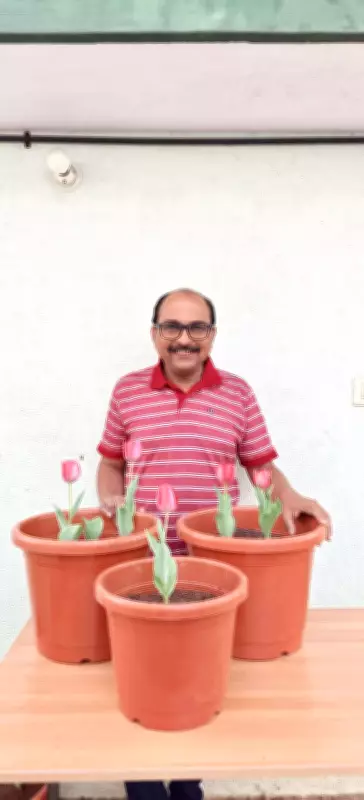 Bengaluru Gardener's Refrigerator Winter Grows European Tulips in Tropical Climate