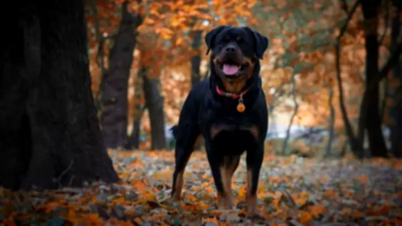 Bengaluru Mother's Rottweiler Attack Trauma: Over 100 Stitches, Fear of Showing Face to Baby