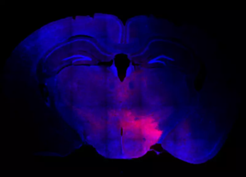 Bengaluru Scientists Discover Brain Circuit That Suppresses Itching During Stress