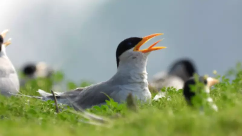 Bengaluru Techie Digitizes Century of Bird Tagging Data for Global Research