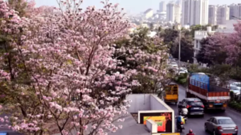 Bengaluru's Annual Pink Spectacle: The Story Behind the Blush-Colored Canopies