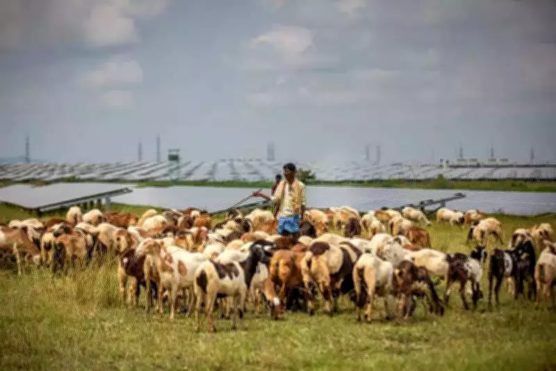Bengaluru's Land Crunch: Urban Farming and Farmland Conservation Clash with Industrial Growth