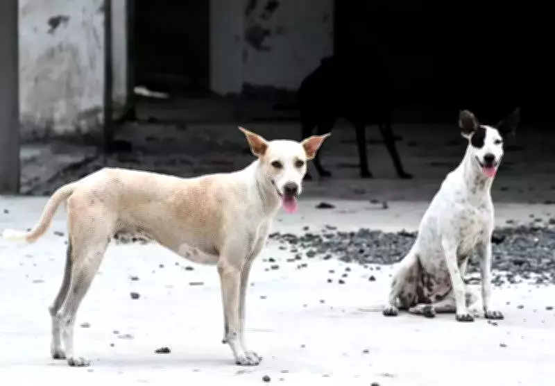 Bengaluru's Stray Dog Adoption Drive Gains Momentum with Scientific Approach