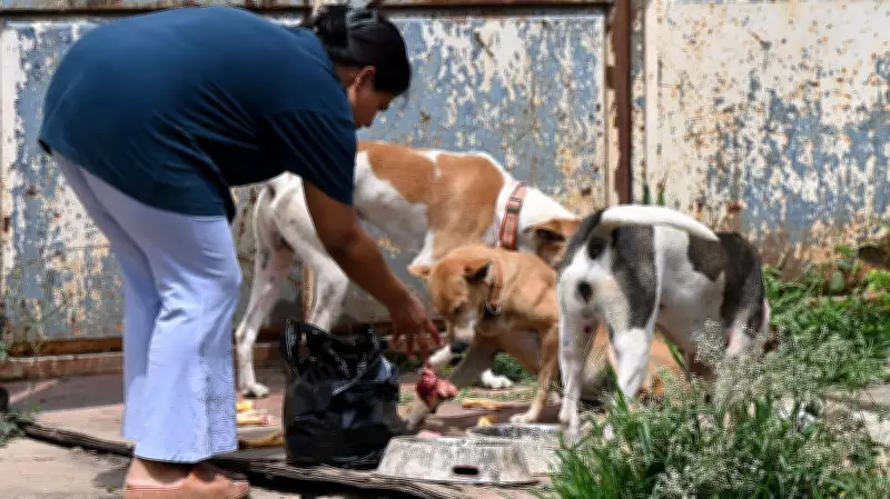 Bengaluru's Stray Dog Adoption Drive Sparks Outrage Among Animal Lovers