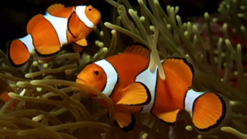 Beyond Finding Nemo: 5 Animals That Switch Gender for Survival