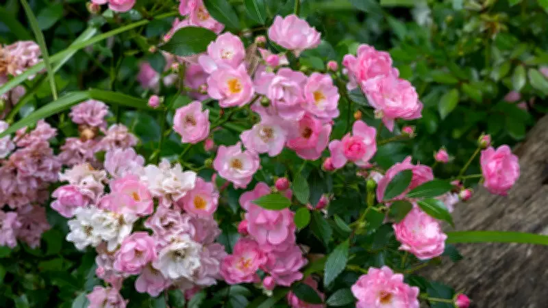 Beyond Resolutions: Gardening's Lessons in Care, Attention, and Growth