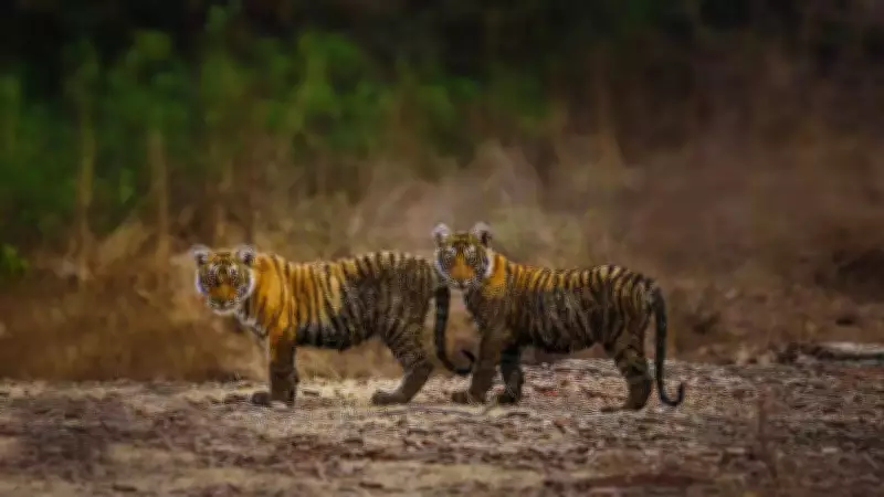 Beyond the Tiger Safari: 5 Essential Experiences in Ranthambore National Park