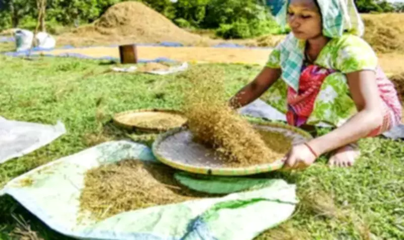 Bihar Paddy Procurement Crisis: FRK Shortage Halts Purchases, Farmers Stranded