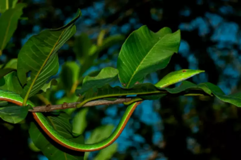 Bihar's Valmiki Tiger Reserve Emerges as Major Snake Biodiversity Hub