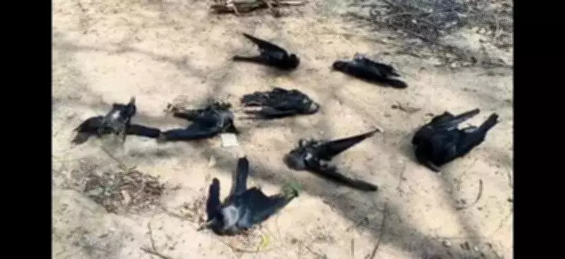 Bird Flu Fears in Cuddalore After Over 50 Crows Found Dead in Village