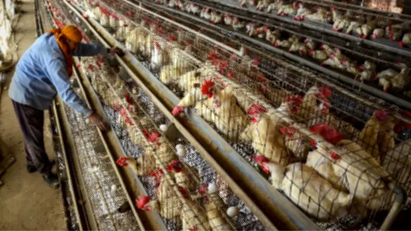 Bird Flu Symptoms in Humans: Key Signs and Health Risks Explained