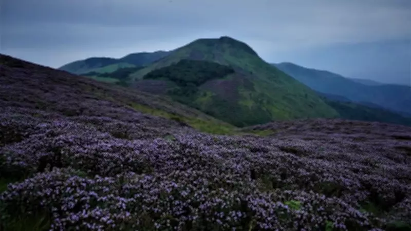 BSI Launches Threat Assessment for Rare Neelakurinji Plant in Western Ghats