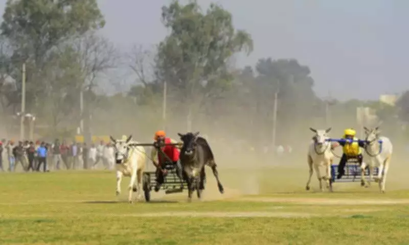 Bullock Cart Races Triumphantly Return to Kila Raipur Rural Games After 12-Year Hiatus